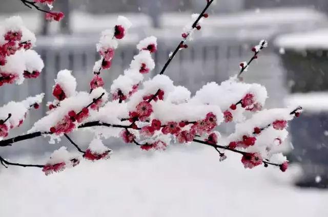 大雪节气：致我最在乎的人