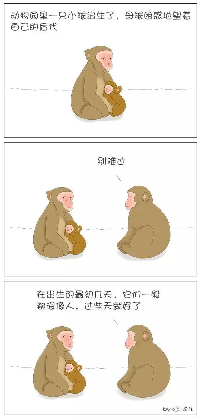 动物冷笑话的小漫画！