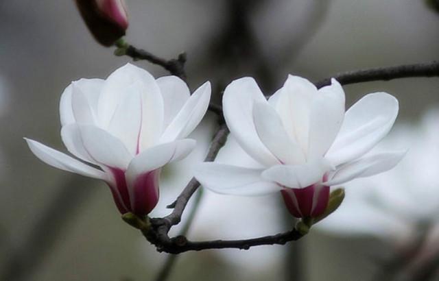 早安美图160510：漂亮的夫妻花，见过的都是有福之人