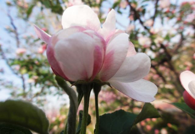 早安美图160510：漂亮的夫妻花，见过的都是有福之人