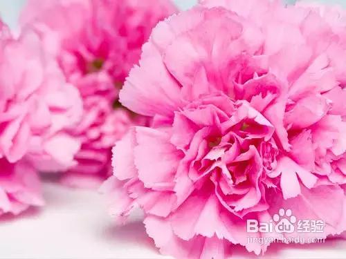 老婆生日送什么花多少朵,老婆46岁生日送什么花最好