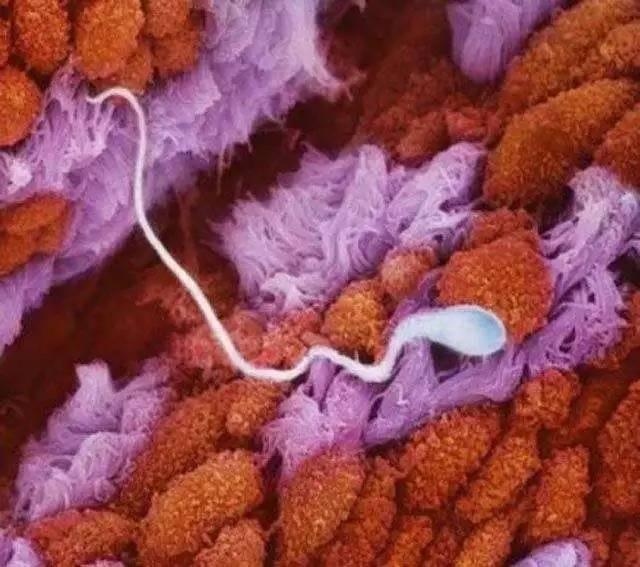 一个精子