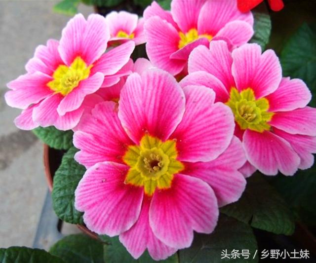 情人节送男友什么好情人节将至，送恋人的花不只有玫瑰，还有报春花