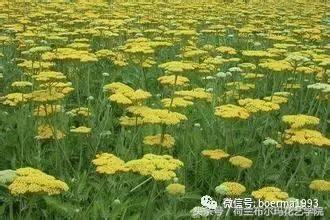 情人节要送什么礼物情人节到了，送你69种花，69种爱~