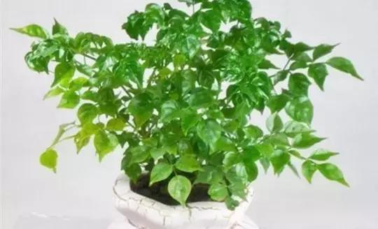 家里养什么植物风水最旺，这八种植物养在家里