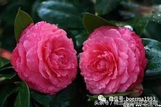 情人节要送什么礼物情人节到了，送你69种花，69种爱~