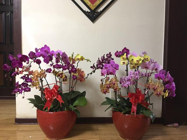 情人节送什么情人节除了玫瑰，这些花也可以送，寓意美好又漂亮，还可盆栽观
