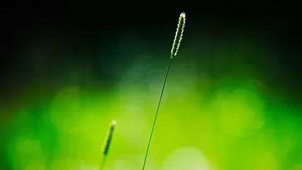 午安文字180306：做人如草，是活给自己看的