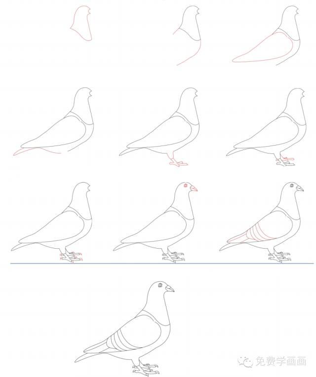 鸽子画画图片大全图片 儿童画盒子