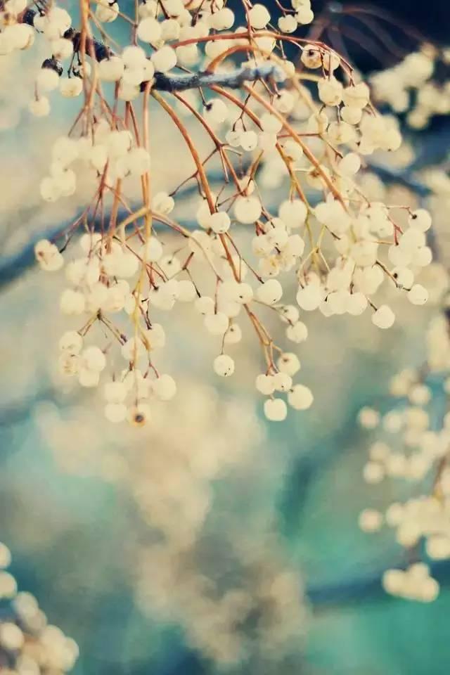 早安美图160605：不管我们如何努力，回不去就是回不去了