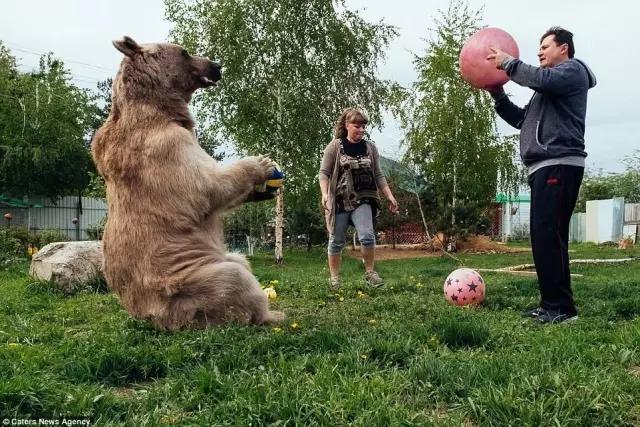 战斗名族一男一女一只23岁的熊一起生活！