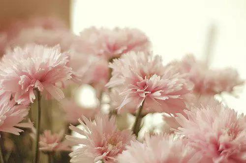 早安美图160601：情人是一个很美的字眼