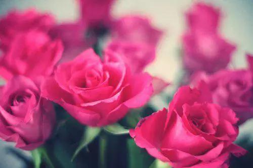 早安美图160601：情人是一个很美的字眼