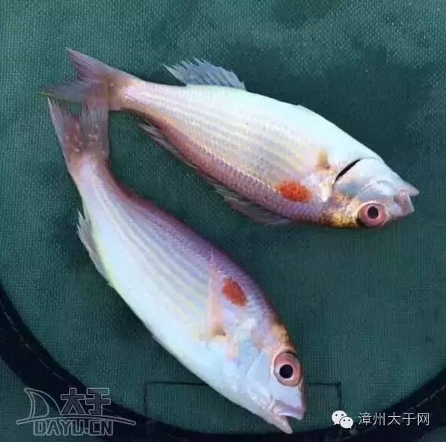 漳州地区的鱼有什么特点，漳州海鲜市场常见鱼类