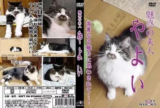 四川的猫吃辣吗?