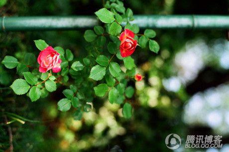 早安心语1601619：结婚，只是一种生活方式