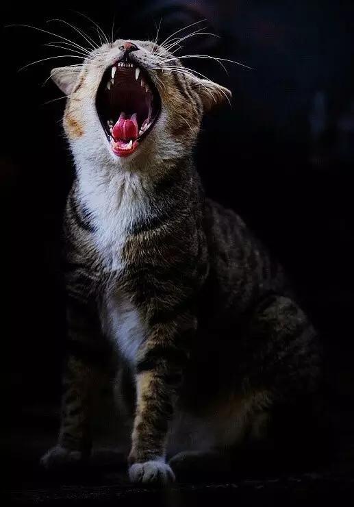 四川的猫吃辣吗?