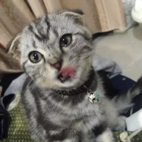 四川的猫吃辣吗?
