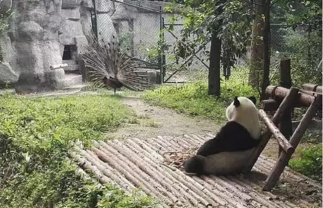 鸟其实跟人一样，欺软怕硬，组团群殴，放浪不羁爱显摆