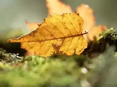 早安美图160629：荣华花间露，富贵草上霜