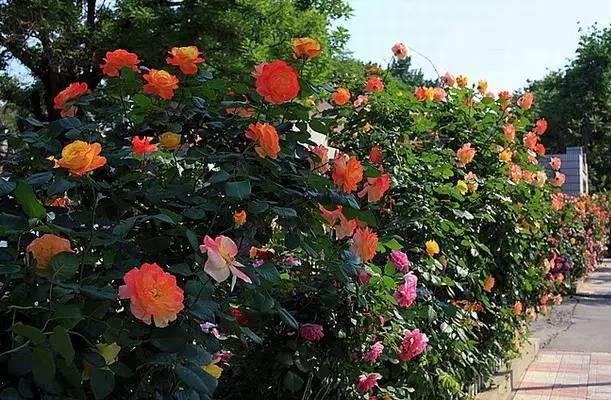 早安美图160624：老来三不管！老来三不争！