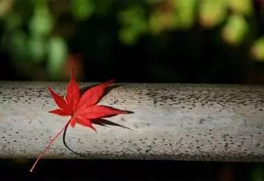 早安美图160629：荣华花间露，富贵草上霜