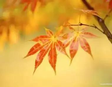 早安美图160629：荣华花间露，富贵草上霜