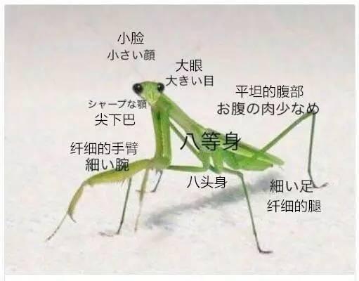 女人终极理想的外形!无可辩驳!