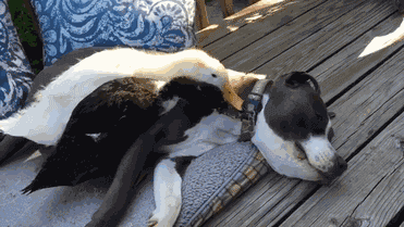 两人、四狗、两鸭、一猫的幸福生活！