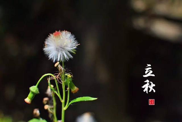 立秋的美图和祝语语句