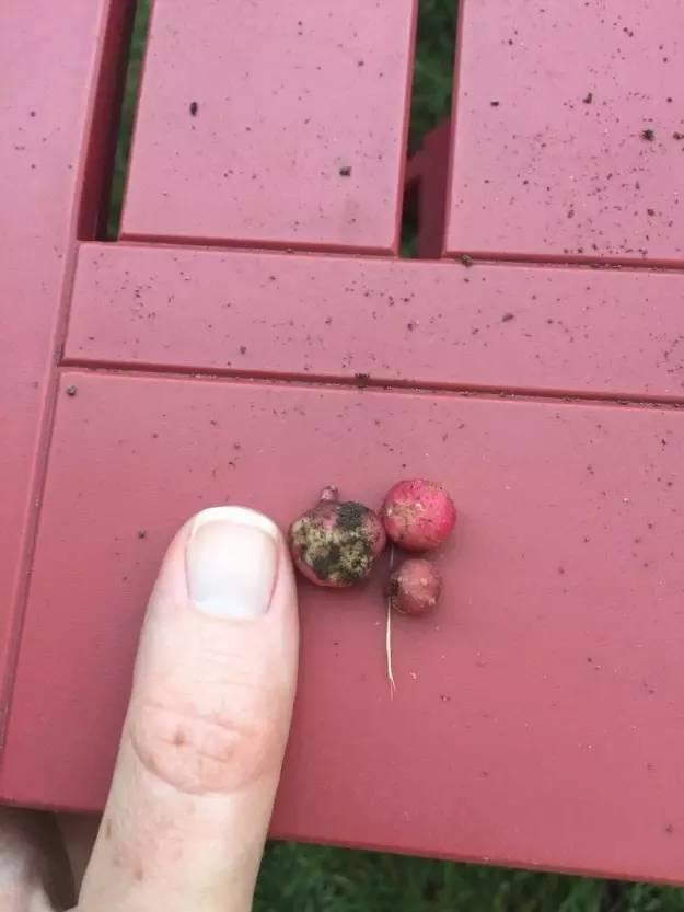 这些青菜水果真的很小,也太小了吧!