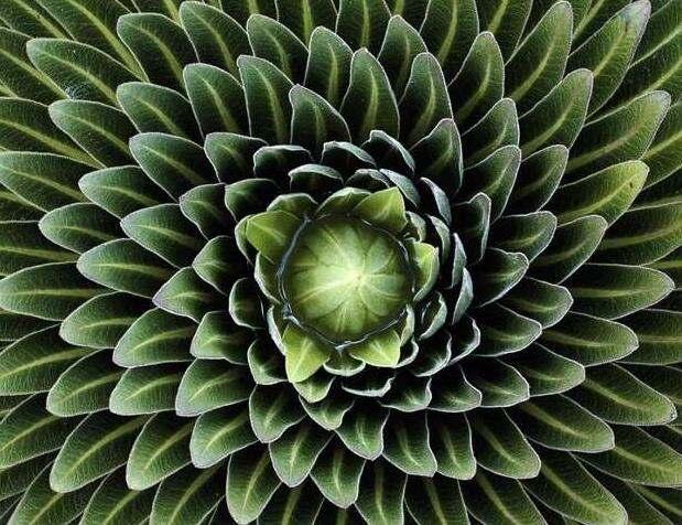 美丽的植物呈现规则的几何形状，每一个都美得惊人