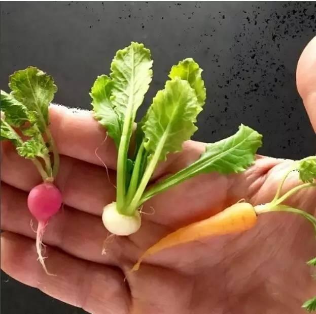 这些青菜水果真的很小,也太小了吧!
