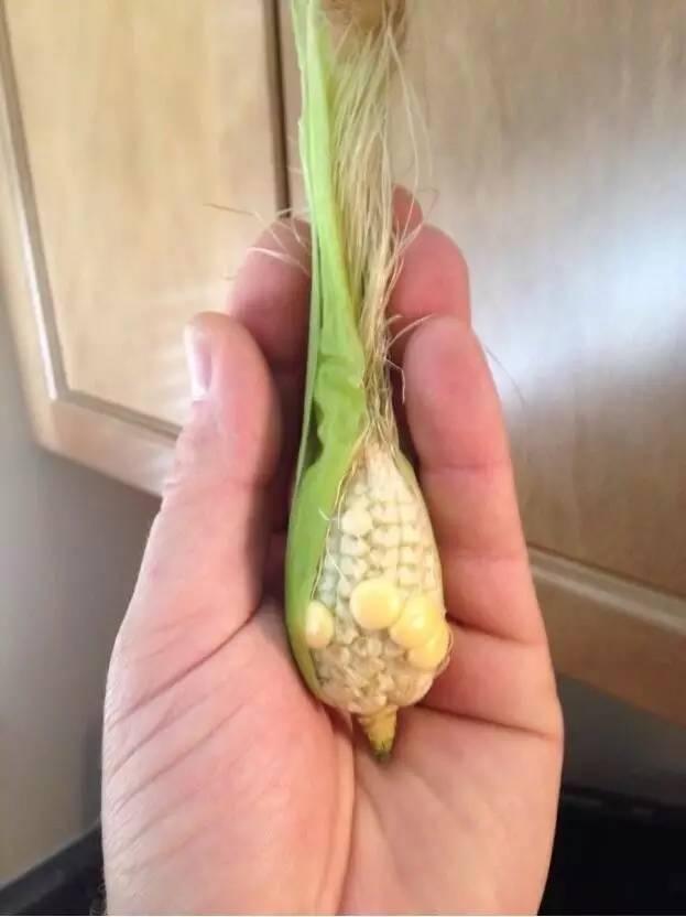 这些青菜水果真的很小,也太小了吧!