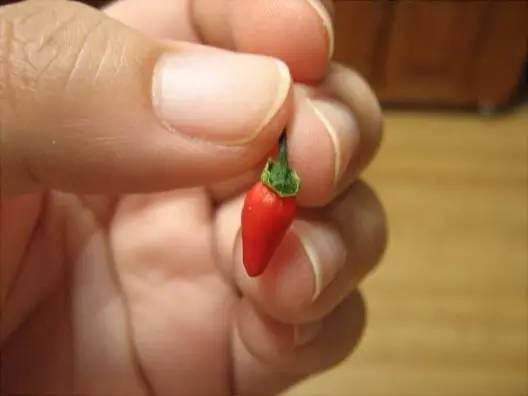 这些青菜水果真的很小，也太小了吧！