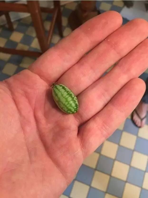 这些青菜水果真的很小,也太小了吧!