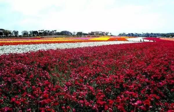 早安美图：花开成海，陪你去看尽世界的绚烂可好？