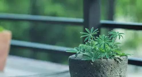晚安美图160908：我问小草