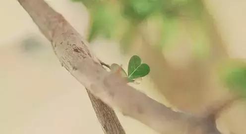 晚安美图160908：我问小草