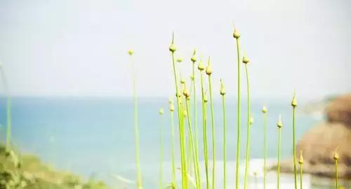 晚安美图160908：我问小草