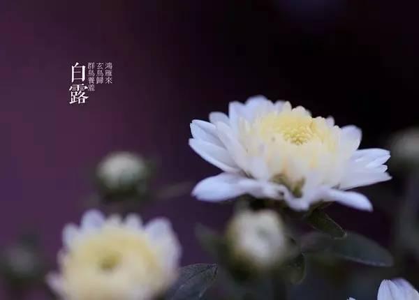 白露节气的图片祝福话语