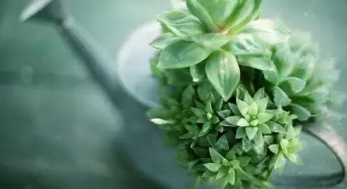 晚安美图160908：我问小草