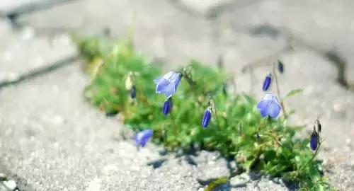 晚安美图160908：我问小草