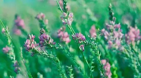晚安美图160908：我问小草