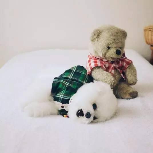 小狗有10万粉丝，因为瞬间变身毛绒玩具