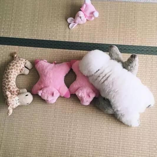 小狗有10万粉丝，因为瞬间变身毛绒玩具