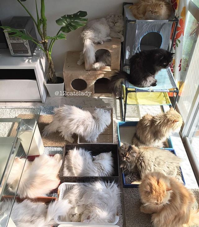 “12猫女士”的日本女孩和她的猫一起火了