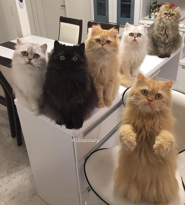 “12猫女士”的日本女孩和她的猫一起火了