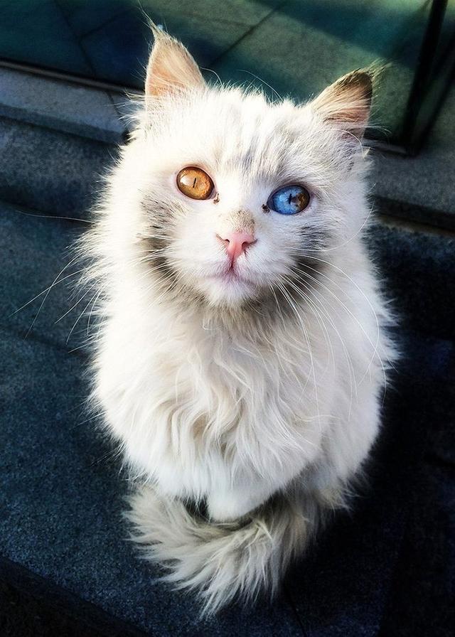 世界上最美的喵星人