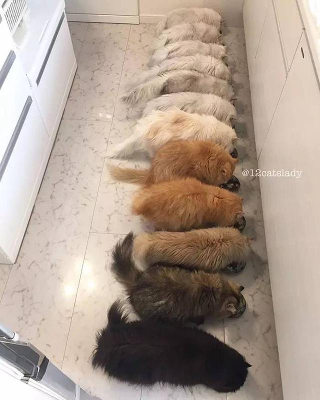 “12猫女士”的日本女孩和她的猫一起火了